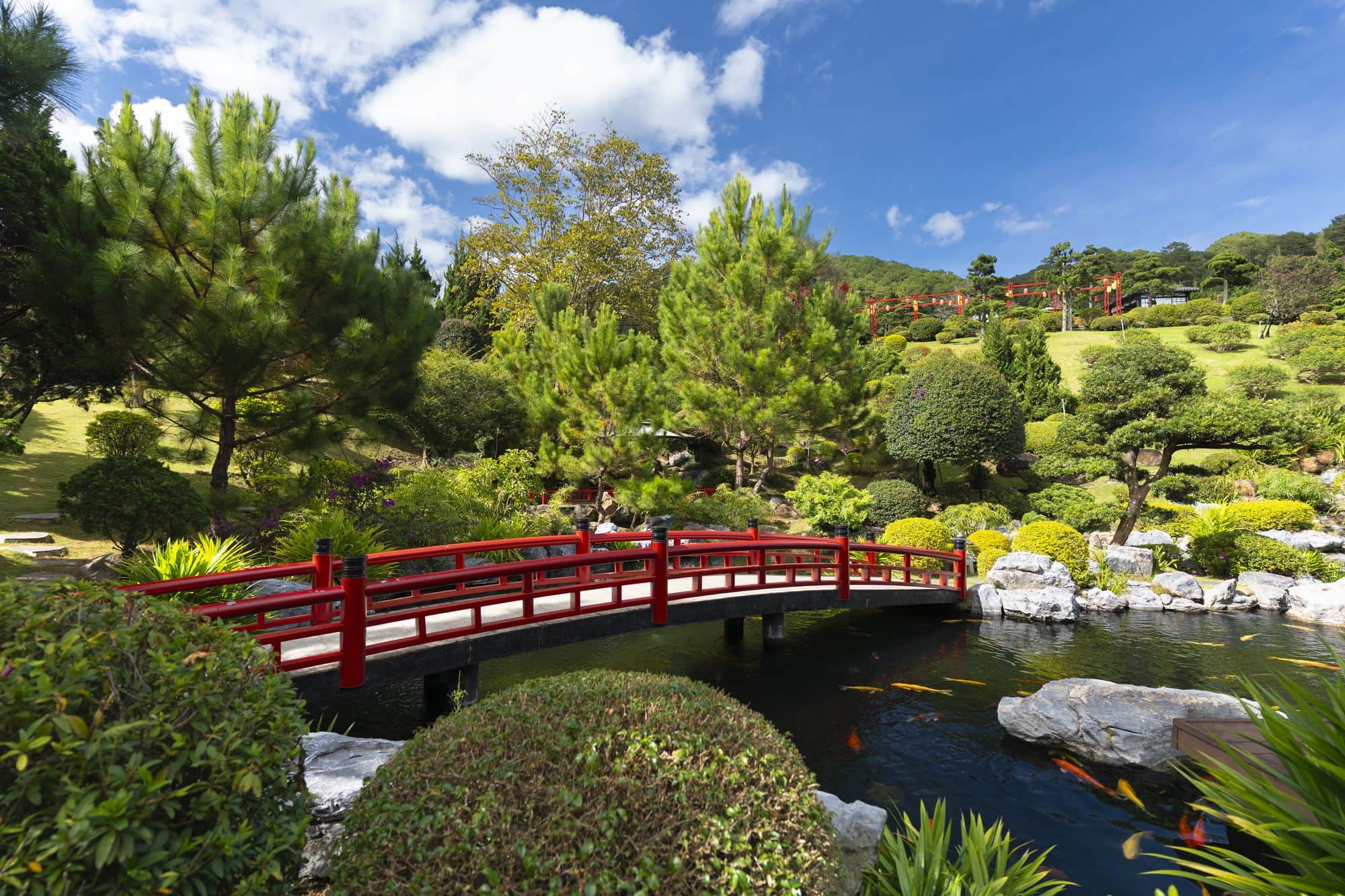 Red bridge over the koi pond