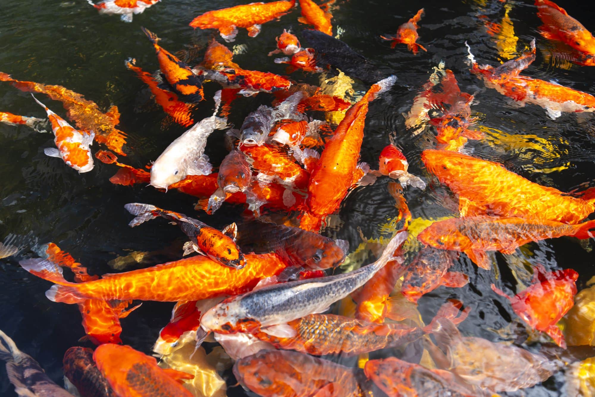 Hồ cá koi